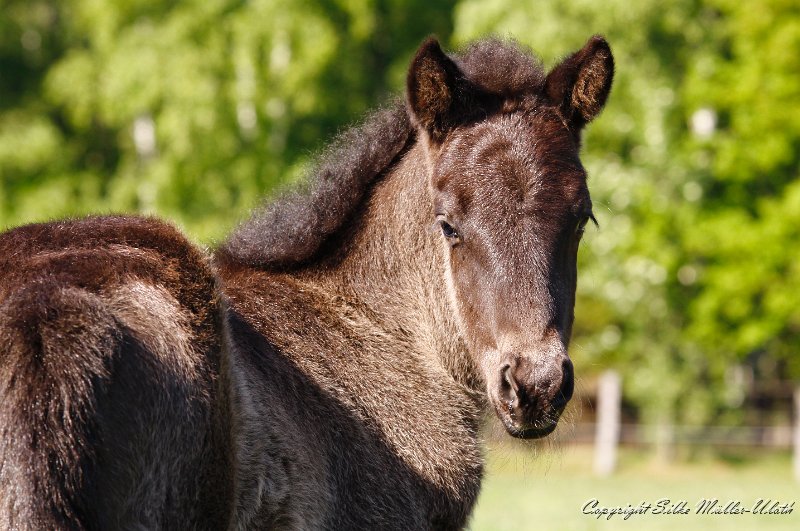 Stutfohlen 20110508 a.jpg - Hrefna von Heidmoor